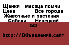 Щенки 4 месяца-помчи › Цена ­ 5 000 - Все города Животные и растения » Собаки   . Ненецкий АО